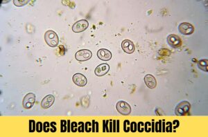 Does Bleach Kill Coccidia