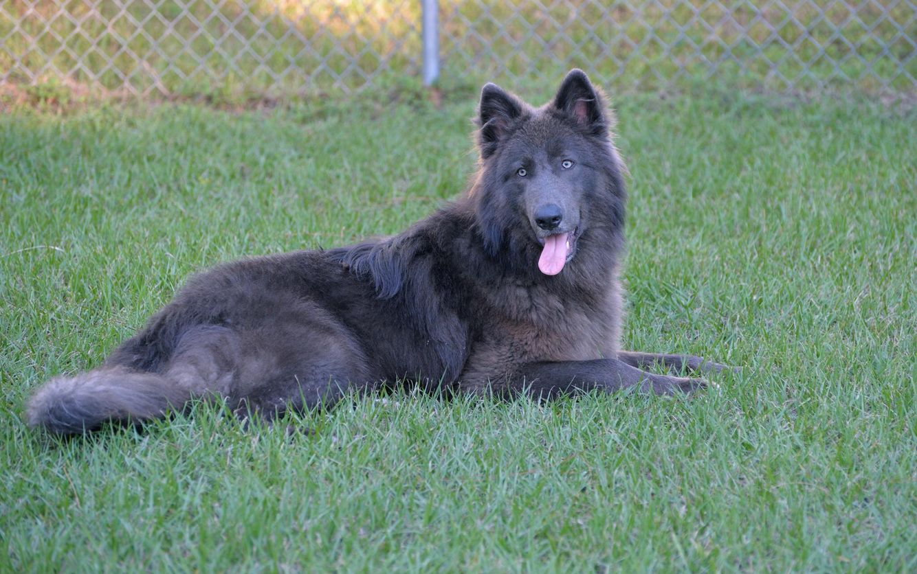 blue nile shepherd dog