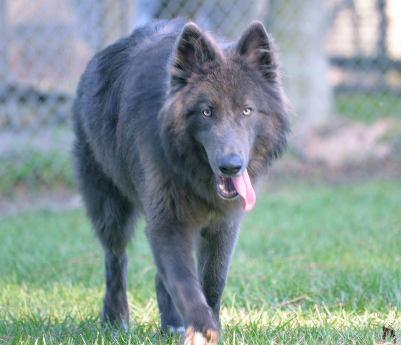 blue nile shepherd dog