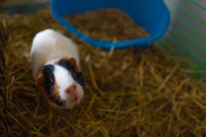 Feeding and Caring for Your Guinea Pig: The Benefits of Oaten Hay Guinea Pig