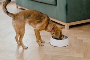 appetite Boosters for Dogs