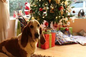 Missing Your Dog This Christmas
