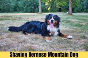 shaving bernese mountain dog