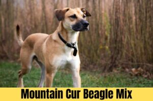 Mountain Cur Beagle Mix