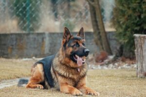 Guard Dog Breeds