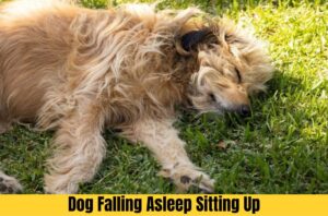 dog falling asleep sitting up