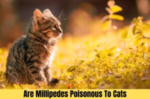 are millipedes poisonous to cats