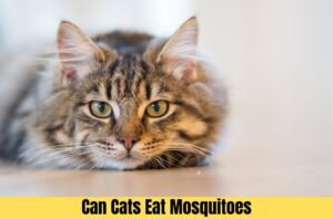 can cats eat mosquitoes