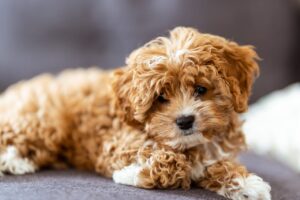 Cavapoo Care