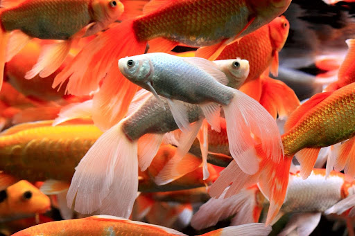Premium Quality Fancy Goldfish for Sale: Enhance Your Aquarium's Beauty Today! Fancy Goldfish