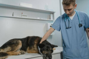 Animal Emergency Clinic