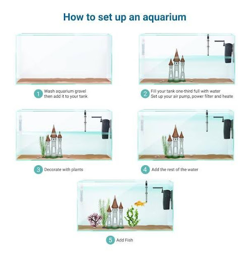 A Guide for Setting an Aquarium at Home Aquarium at Home