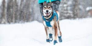 Things to Know About Wearing Dog Boots