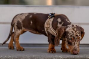 Carbona 2 In 1 Oxy-powered Pet Stain -2 Count