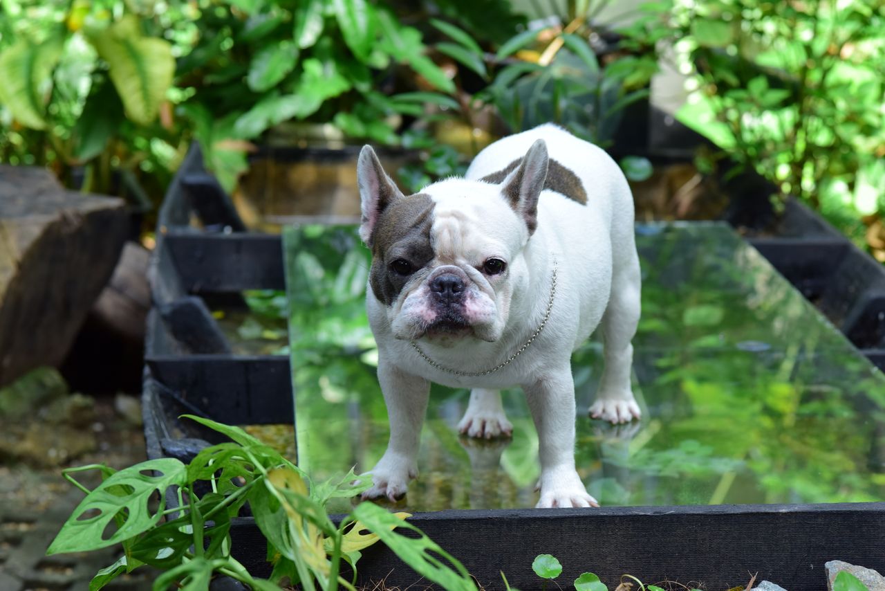 Most Popular Dog Breeds
