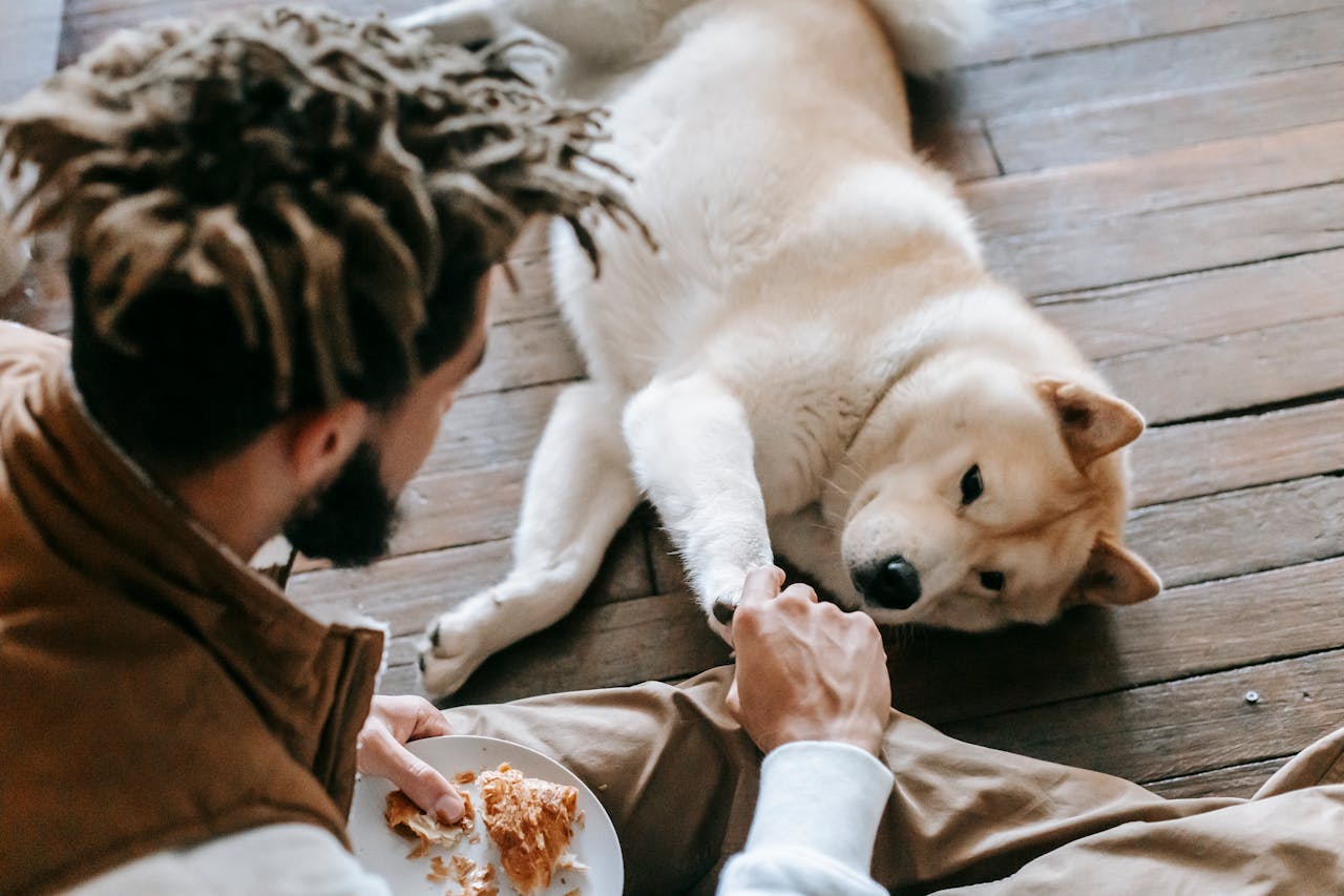 Returning the Favor to Dogs
