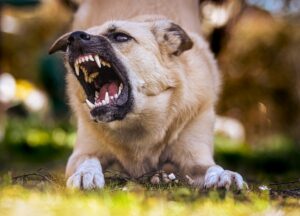 Dog Attacks