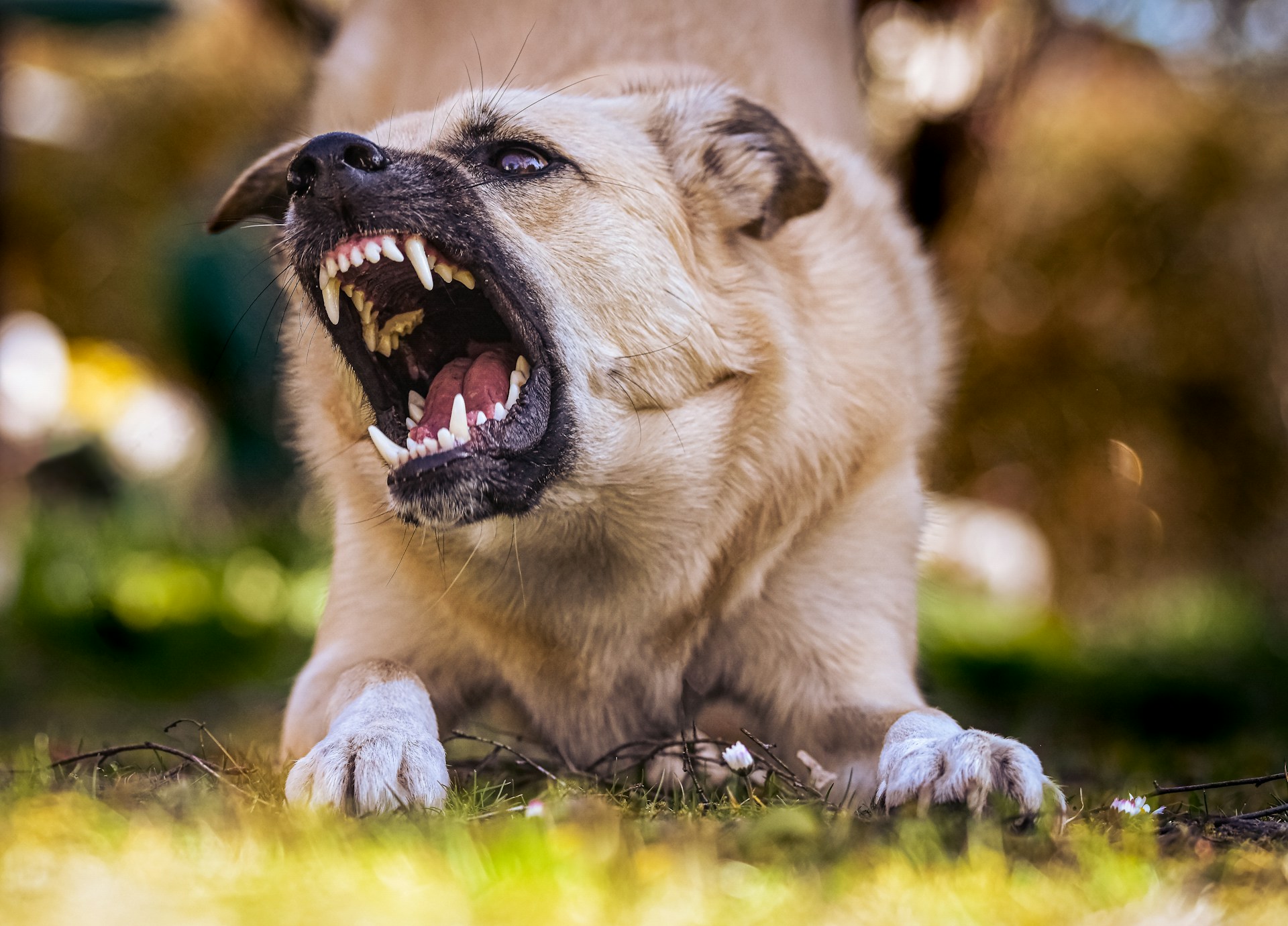 Dog Attacks