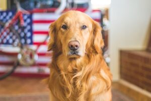 America’s Dogs