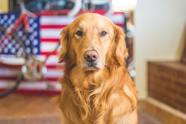 America’s Dogs