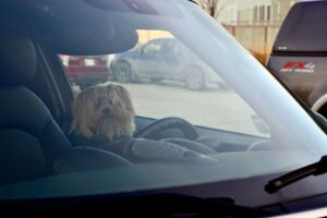 Rescuing Pets