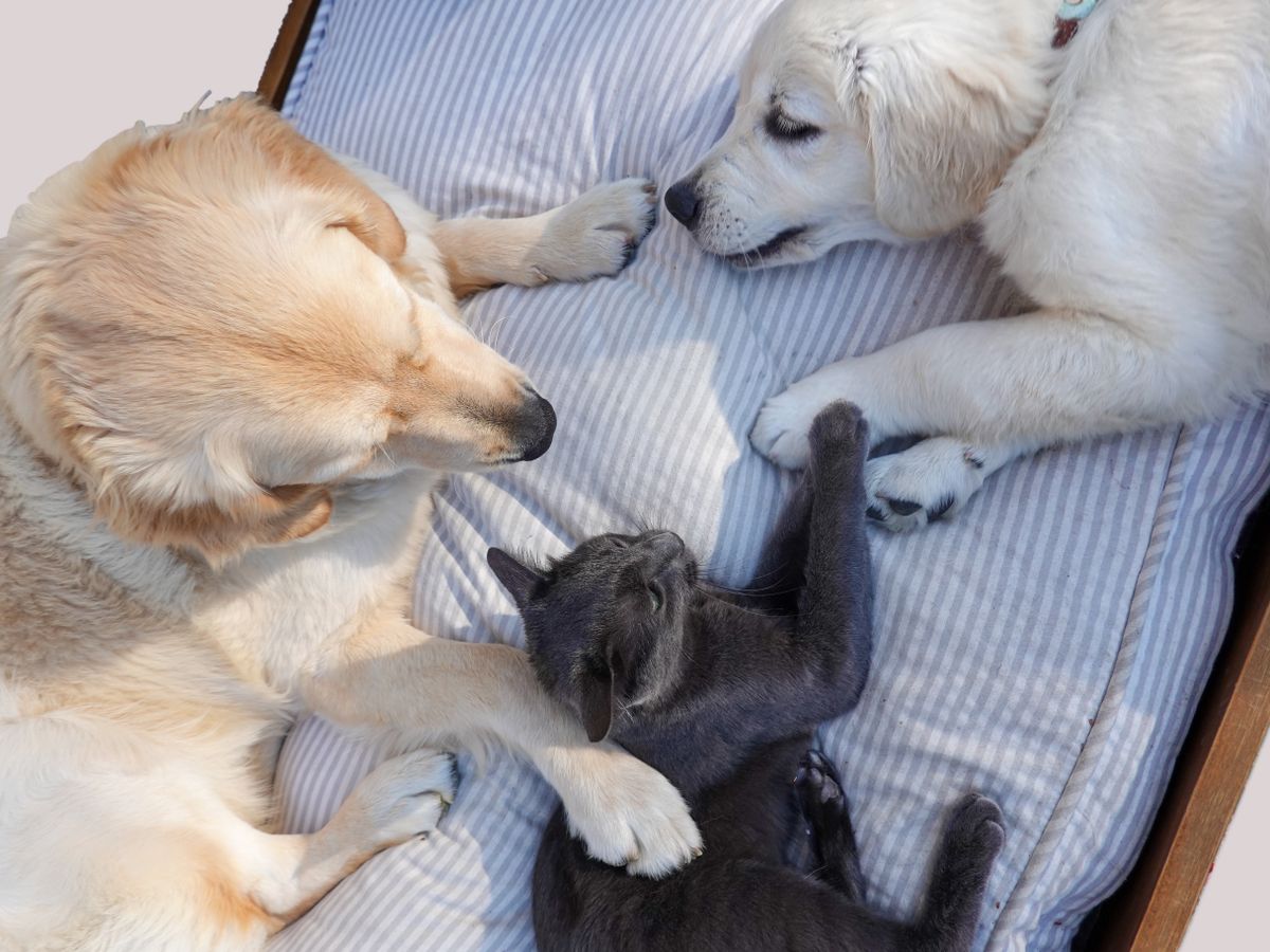 Mobile Dog and Cat Euthanasia Services