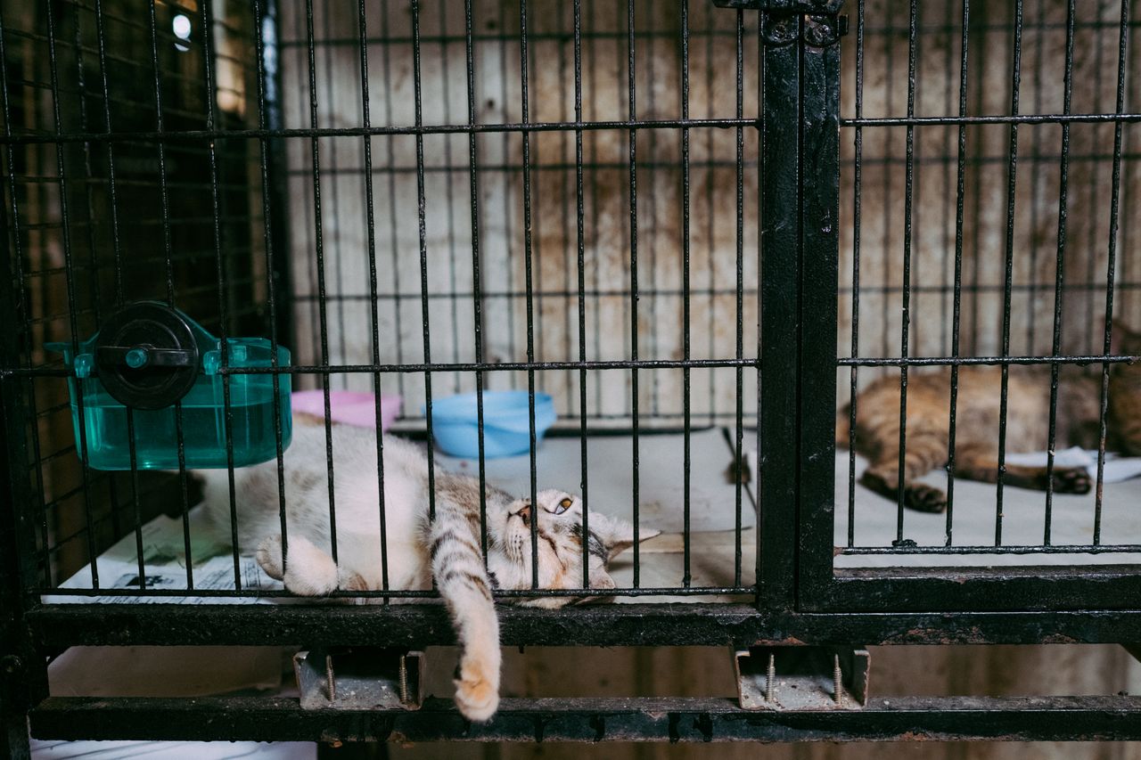 Dog and Cat Sales