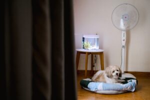 4th of July Pet Safety