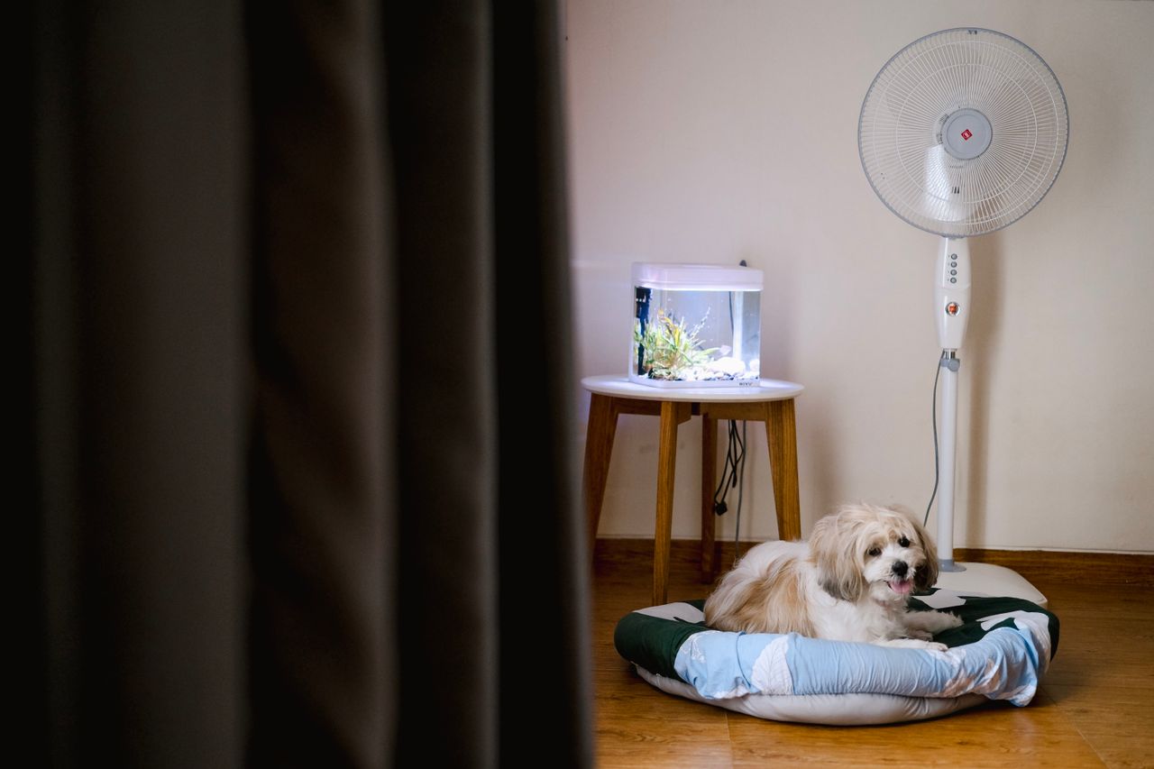 4th of July Pet Safety