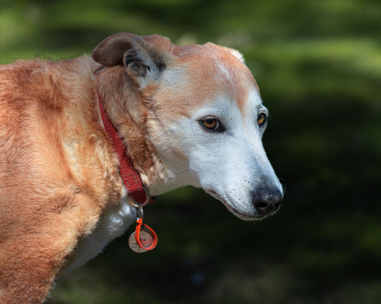 Pet Identification