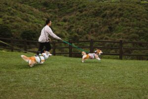 Pet Adoption
