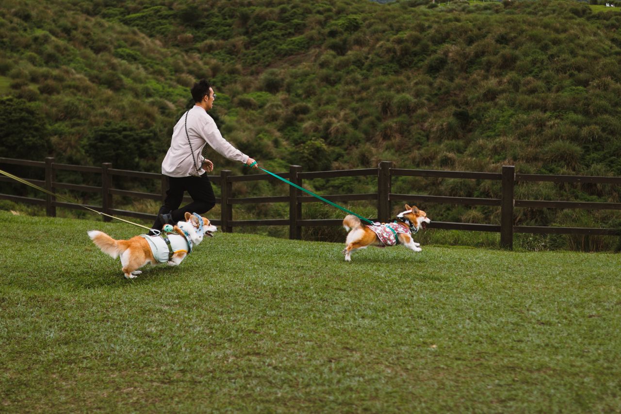 Pet Adoption