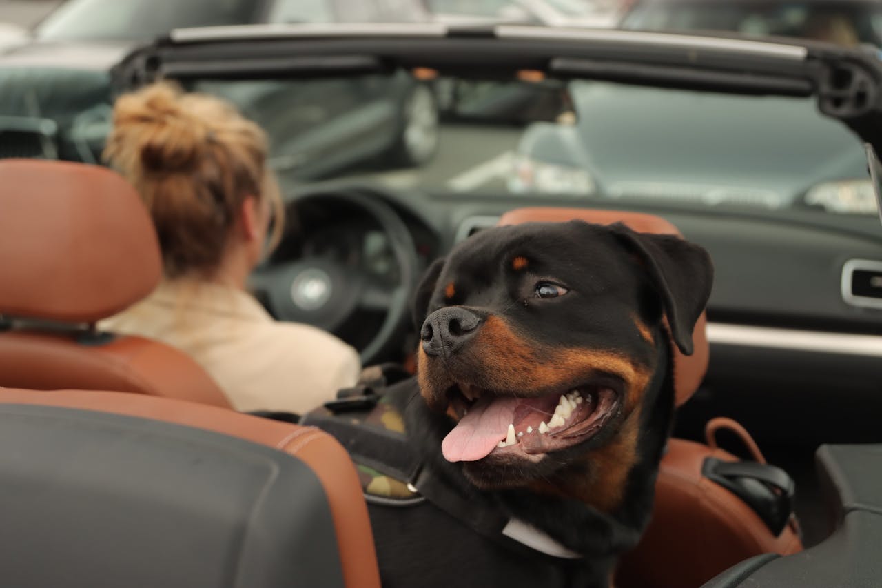 Dog While Driving