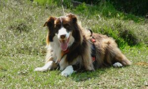 Intelligent Dog Breeds