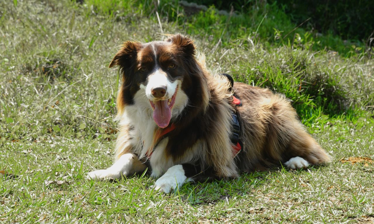 Intelligent Dog Breeds