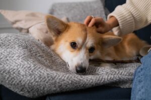 Pet Safe