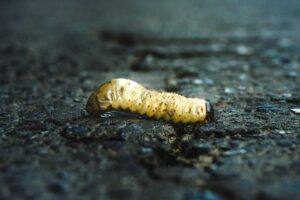 Screwworm