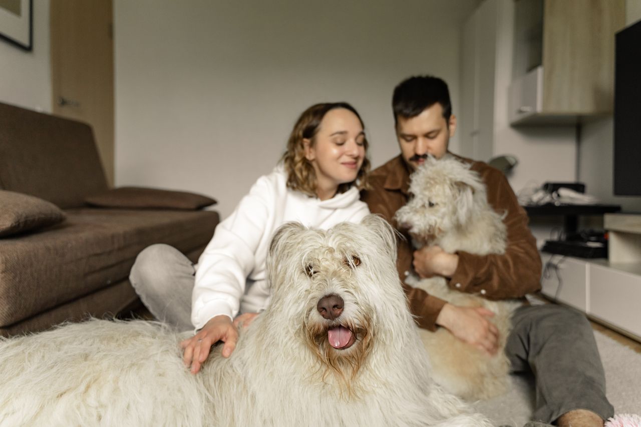 Pet-Custody Laws