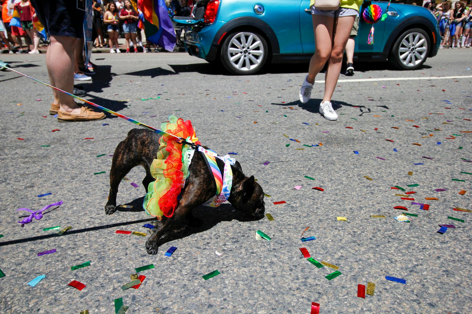 Pet Parade Thrills Thousands