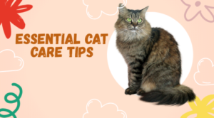 Essential Cat Care Tips for New Cat Owners