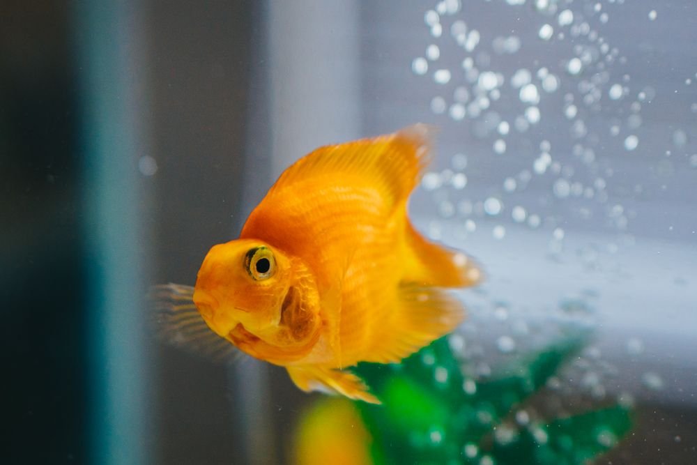 How to Build a Practical Health-Care Kit for Aquarium Fish