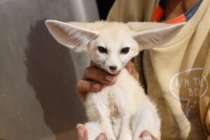 What New Pet Owners Get Wrong About Exotic Species