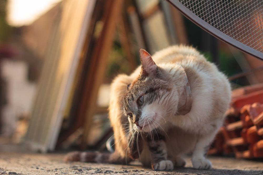 best flea treatment for cats