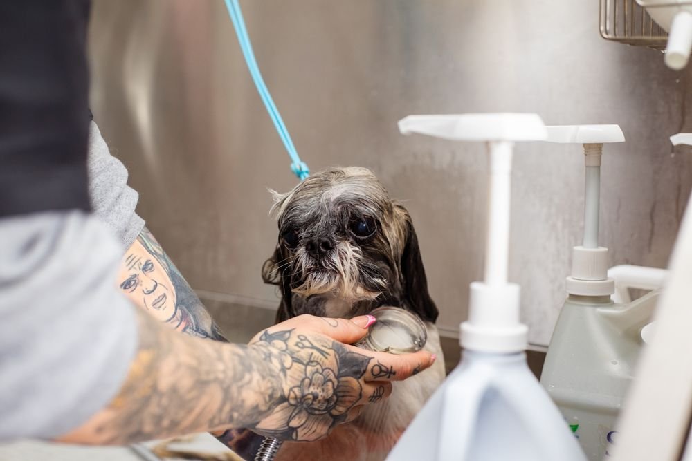 Flea Shampoos