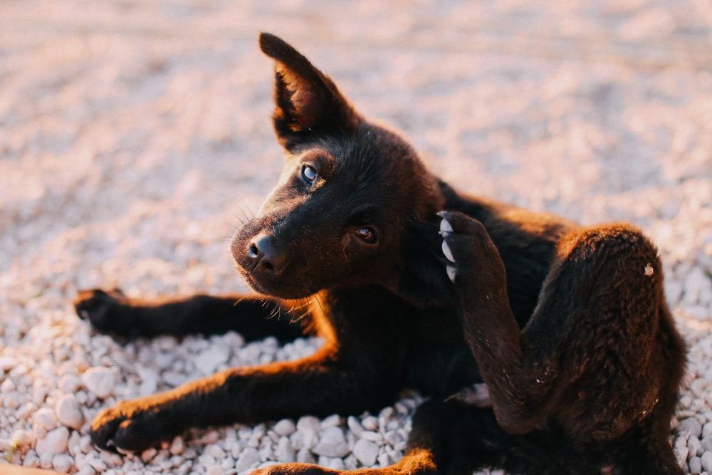 Best Flea Treatment for Dogs With an Active Infestation